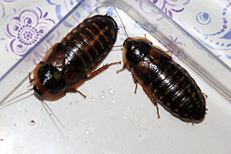 Adult Dubia Roaches 20 Females & 10 Males