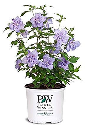 Proven Winners - Hibiscus syriacus Blue Chiffon (Rose of Sharon) Shrub, double lavender flowers, #3 - Size Container