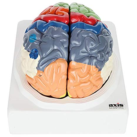 Axis Scientific Human Brain Model with Colored and Labeled Regions | 2-Part Brain Includes Base and Full Color Product Manual | 3 Year Warranty