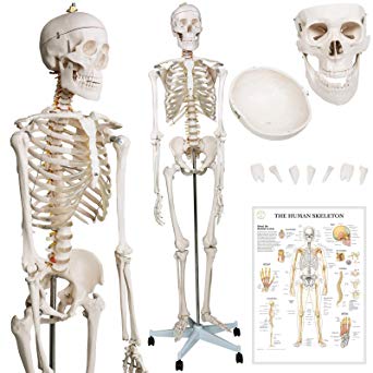 Lifesize Anatomical Human Skeleton - 6 ft, PVC, incl. Protective Cover, Stand With Wheels and Chart, - Human Anatomy Model for Medical Teaching