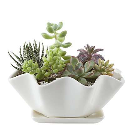 Mkono 6 Inches Ceramic Succulents Planter Wave Plant Pot with Saucer for Succulent Cactus Plants