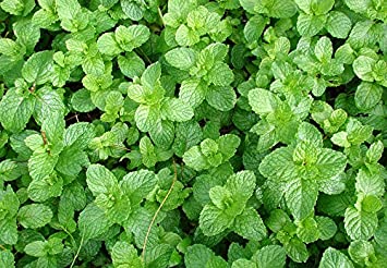 100  Spearmint Herb Seeds Heirloom Non-GMO Mentha Spicata Fragrant! from USA