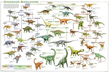 Dinosaur Evolution Poster Educational Rare New 24X36