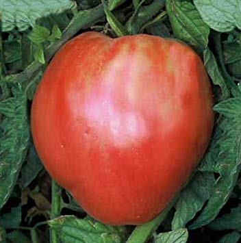 75  Pink Oxheart Tomato Seeds- Heirloom Variety