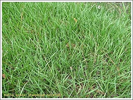 SeedRanch Pensacola Bahia Grass Seed - 50 Lbs.
