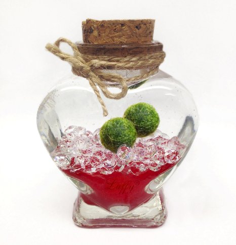 Luffy Marimo Ball Gift Set - Perfect idea for someone special (Packaging material included)