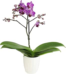 Purple Phalaenopsis Live Orchid Plant Lover Gift & White Orchid Pot, 11-15" Tall, Live Plant Gift, Fresh Orchids Plants Live House Plants, Live Plants Indoor Plants Live Houseplants by Plants for Pets