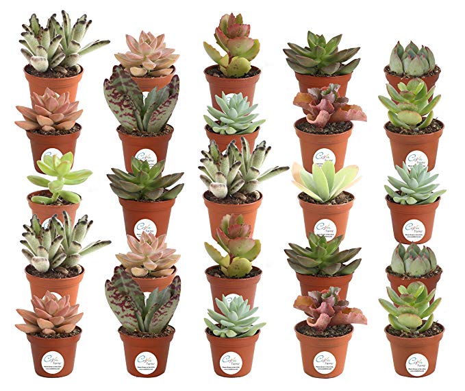 Costa Farms Unique Succulents Indoor Plants 25-Pack, Grower's Choice, 2-Inches Tall