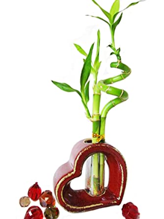 9GreenBox - Lucky Bamboo - Spiral Style with Hollow Heart Shaped Ceramic Vase