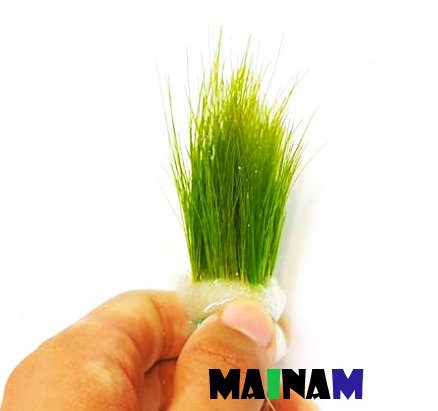 Dwarf Hairgrass Easy Live Aquarium Freshwater Plants Decorations 3 DAYS LIVE GUARANTEED By Mainam