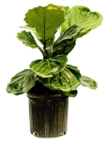 PlantVine Ficus lyrata, Fiddle Leaf Fig - 10 Inch Pot (3 Gallon), Live Indoor Plant