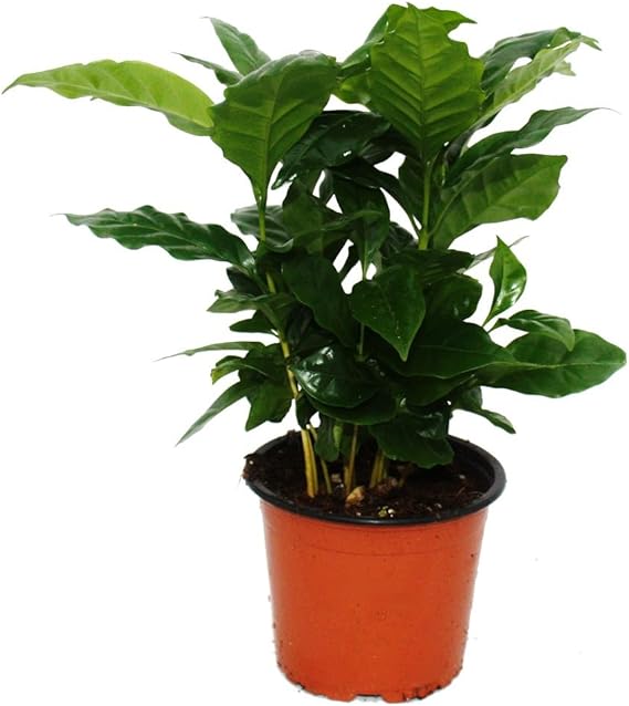 Coffee Plant (Coffea Arabica) - 1 Plant - Houseplant