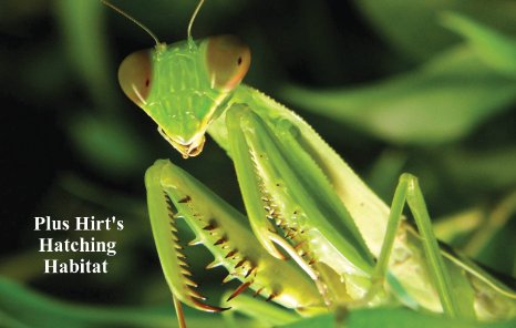 Praying Mantis 2 Egg Cases 100 - 400 Babies with Hirt's Hatching Habitat