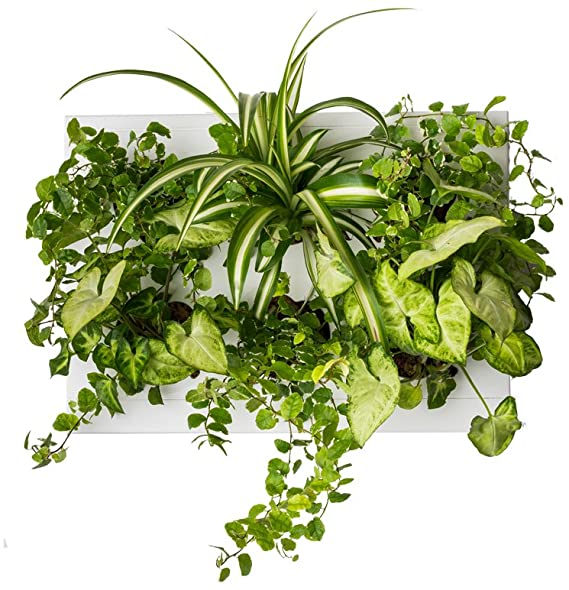 Ortisgreen Hang.Oasi.Home - Indoor Vertical Garden, Contains 1 White Planter Unit, Design Your Own Living Wall with Vertical Gardening Planters, Use Indoors, Holds 6 Plants