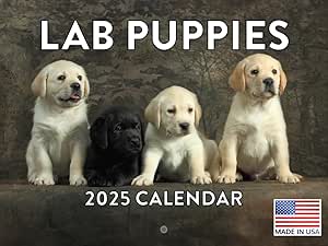 Labrador Puppy Calendar 2025 Lab Puppies Monthly Wall Calender 12 Month | American Made In The USA