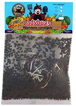1500 Live Ladybugs - Good Bugs - Ladybugs - Guaranteed Live Delivery!