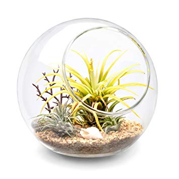 Mkono Plant Terrarium Display Glass Tabletop Succulent Air Plant Planter Globe Microlandschaft House, M