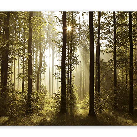 murando Photo Wallpaper 400x280 cm Non-Woven Premium Art Print Fleece Wall Mural Decoration Poster Picture Design Modern Landscape Natural Forest Trees c-B-0254-a-a