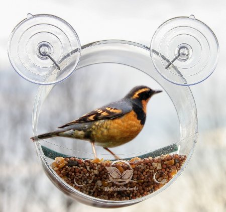 Round Window Bird Feeder: Watch Wild Birds Up Close, Great Gift for Bird Lovers & Summer Activity for Kids, Nice Fathers Day Gift