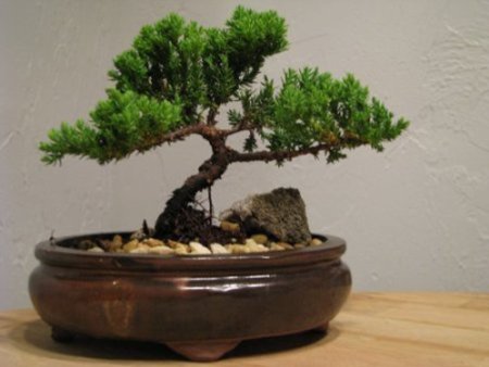 9GreenBox - Juniper Tree Bonsai Best Gift