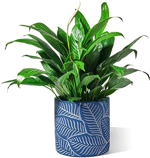 Potey Cement Planter Flower Pot - 6.1" Vintage Indoor Plants Containers Unglazed Medium Bonsai with Drain Hole - Navy, Leaves Embossment