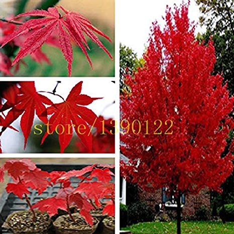 20 pcs american red maple seeds tree seeds maple for home GARDEN planting easy grow very rare tree seeds
