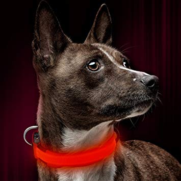 Illumifun LED Dog Collar, USB Rechargeable Nylon Webbing Adjustable Glowing Pet Safety Collar, Reflective Light Up Collars Your Dogs