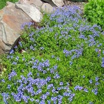 Outsidepride Creeping Speedwell - 1000 Seeds