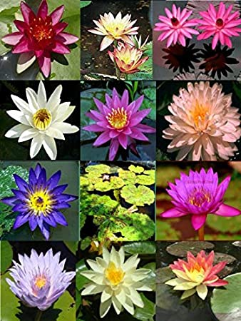 Bonsai Lotus Seeds for Planting | 10 Seeds | Beautiful Flowering Aquatic Bonsai Plant Seeds | Made in USA, Ships from Iowa