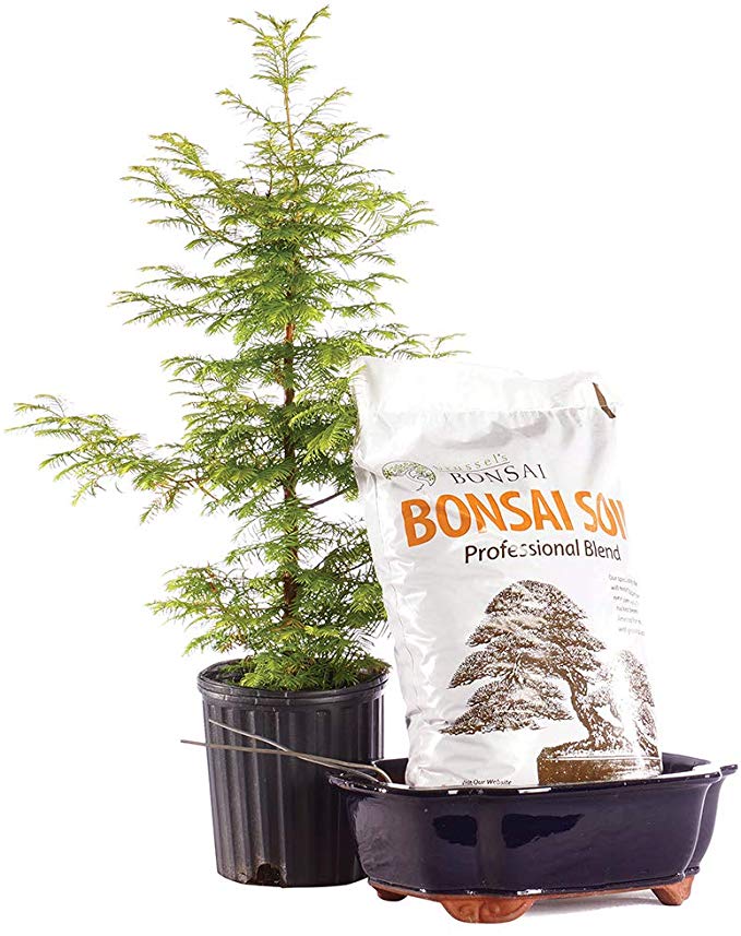 Brussel's Bonsai Live Dawn Redwood Outdoor Bonsai Tree PIY Bundle - 5 Years Old 16" to 20" Tall with Soil & Decorative Container, X Large