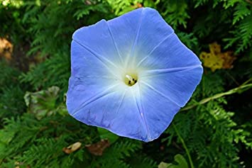Morning Glory Heavenly Blue Flower UNTREATED Fresh BULK 1 Lb Seeds