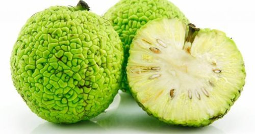 12 Hedge Apples, Osage Oranges, 100 Percent Organic Insect,and Spider Repellent, By Thunder Acres With Free Pair of Garden Gloves