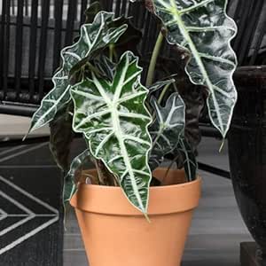 Greenursery Alocasia Plant Indoor Plant For Home and Garden with Pot (Pack of 1) (Monstera Deliciosa)