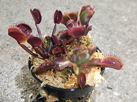 3 small sized Red Dragon Venus Flytraps - Fly Trap - (Dionaea Muscipula) Carnivorous Plant 3 inch pot