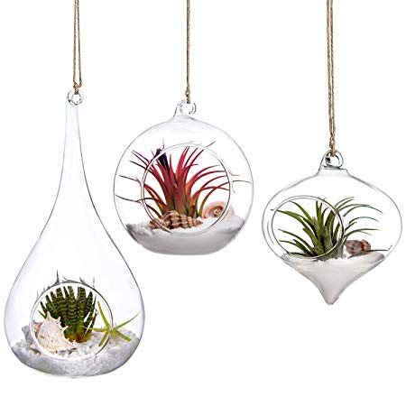 Mkono 3 Pack Glass Hanging Planter Air Fern Holder Terrarium Plants Hanger Vase Home Decoration for Succulent Moss Tillandsias Air Plants, Olive, Globe and Teardrop