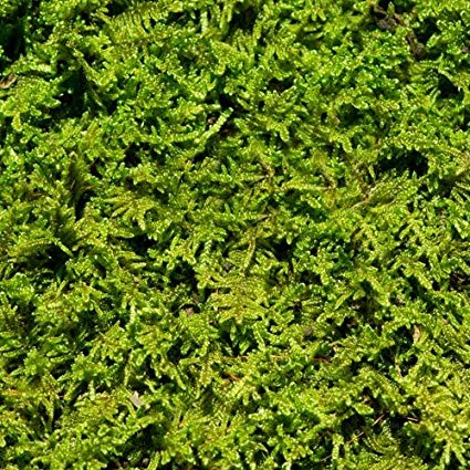Living Moss - Fresh Sheet Moss Perfect for Terrariums and Bonsai