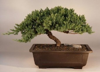 Bonsai Boy's Juniper Windswept - Extra Large juniper procumbens 'nana'