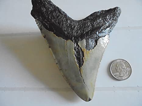 Fossil Megalodon Shark Tooth with feeding dings and chips Average 4 1/2 Inches!