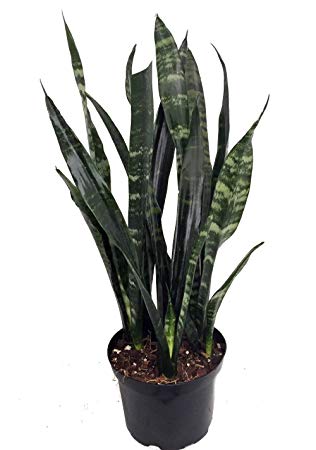 Black Coral Snake Plant - Sanseveria - Almost Impossible to kill - 6" Pot