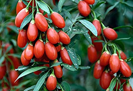 110 Goji Berry Seeds Lycium Chinense Easy to Grow Heavy Fruit Producer Non GMO