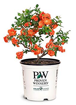 Proven Winners - Chaenomeles Double Take Orange (Quince) Shrub, orange flowers, #2 - Size Container