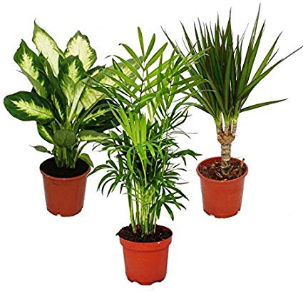Indoor Plant Mix II 3rd Sets, 1x Dieffenbachia, 1x Chamaedorea (Mountain Palm) 1x Dracena marginata (Dragon's Tree), 10-12cm pots, Green Plants Set