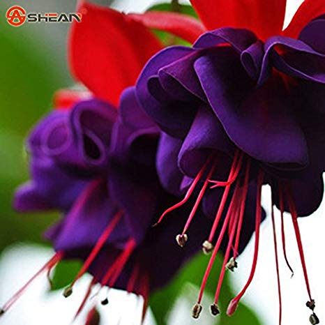 Loss Promotion! Purple Double Petals Fuchsia Seeds Potted Flower Seeds Potted Plants Hanging Fuchsia Flowers 50 Particles / Bag