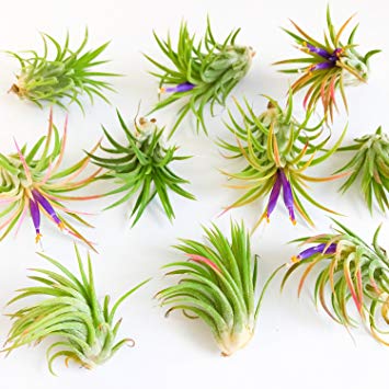 5 Pack Tillandsia Ionantha Rubra Air Plants - 30 Day Guarantee - Wholesale - Bulk - Fast Shipping - House Plants - Succulents - Free Air Plant Care Ebook By Jody James
