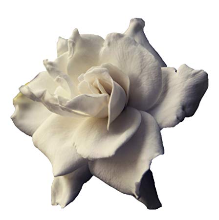 Sandys Nursery Online Gardenia, White August Beauty Flower, Lot of 10 Starter Plants