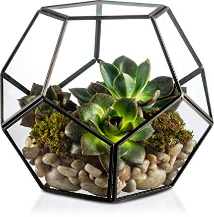 KooK Geometric Glass Terrarium, Eloquent Design, Plants, Succulents, Votive Candle Holder (Black)