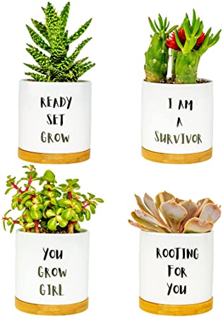 Succulent Pots Succulent Planters with Drainage & Bamboo Tray, Small Plant Pots 3.2 Inch in Ceramic 4-Pack Set, Small Flower Pots for Mini Succulents Cute and Cool Little Pots for Cactus in White