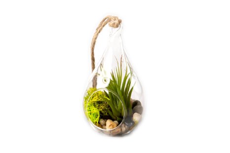 Hinterland Trading Air Plant Tillandsia Bromeliads Kit Teardrop Terrarium with Pebbles and Moss Great Little Houseplant