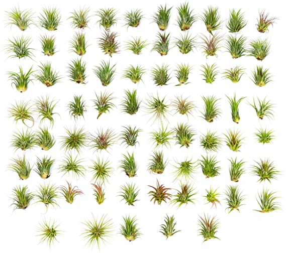 75 Large Ionantha Tillandsia Air Plant Pack | Each 2 to 3.5 Inches Long | Live Tropical House Plants for Home Decor | Indoor Terrarium Air Plants | Tillandsia Ionantha Airplants by Plants for Pets
