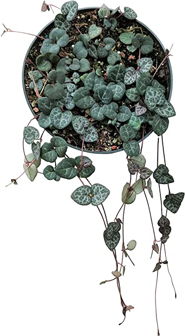 Hanging 6 inch String of Hearts Succulent Plant - Gift with Purchase Succulent Genera Card (10 Different Genera of Succulents)